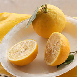 citrus bergamia